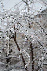 snow covered branches