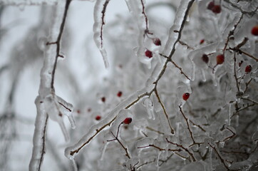 red berries on a branch