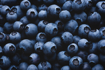selected blueberries for summer fruit background in dark blue tones