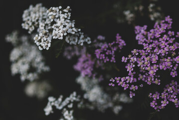 dark botanical background, white and purple yarrow flowers on black © Enso