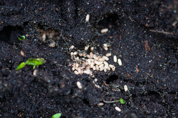 ants moving eggs to their burrows in the ground