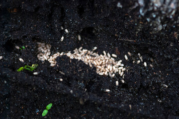 ants move their eggs to burrows in the ground
