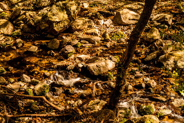 Pool of clear water from mountain stream