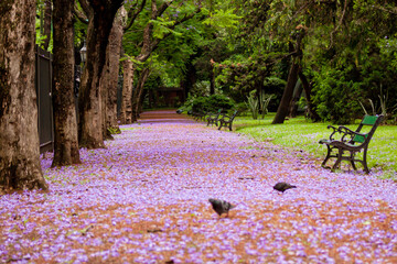 Beautifull Road covered with lilac flowers of the Jacaranda tree during the month of November in...
