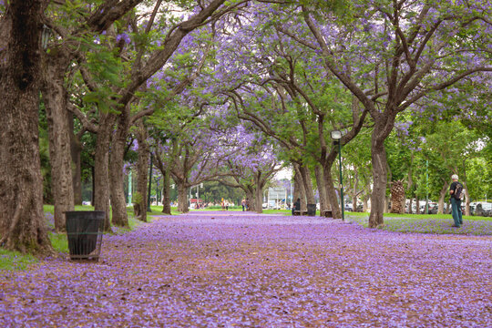 Beautifull Road covered with lilac flowers of the Jacaranda tree during the month of November in Buenos Aires.