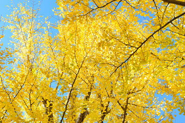 Fototapeta premium 三重県伊勢市 伊勢神宮近くの銀杏