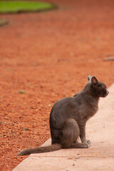 Gray cat sitting on the edge of a orange path in a square.