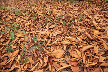 Fallen leaves , Autumn leaves on the garden