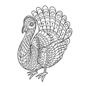Turkey bird coloring pages for children. Creative cute bird for coloring book design. 
