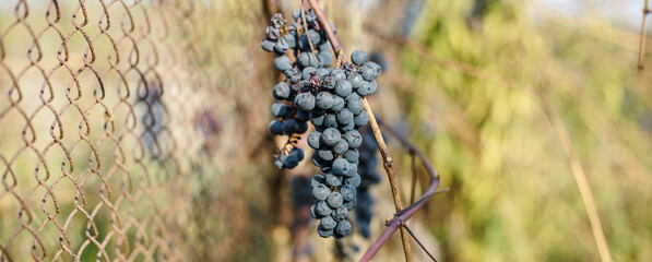 Ice wine. sweetest wine is from grapes shredded Grapevine after first frost. Withered darkened yellow leaves of grapes in autumn after the first cold weather. Harvested concept