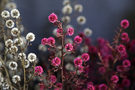 Delicate pink and white Australian Native flowers