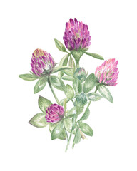 Clover bouquet painted in watercolors on a white isolated background. Nice illustration for cards, cosmetics design, invitations, stationery, stickers, scrapbooking and more.