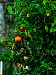 Lemon orange in the organic tree