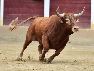 Selbstklebende Fototapeten fighting bull with big horns © alberto