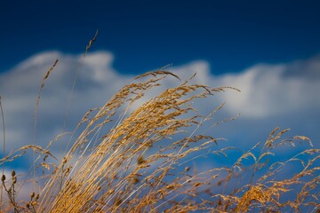 Obraz premium dry grass in deep blue sky and white clouds, stems and seeds bend with wind on hot afternoon, rich vegetation of weeds, direct sunshine, freedom and happiness header
