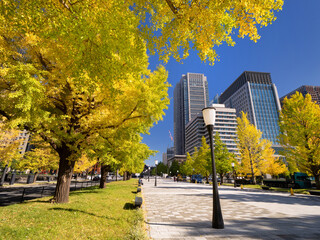 Naklejka premium 東京都 丸の内オフィスビル街とイチョウ並木 
