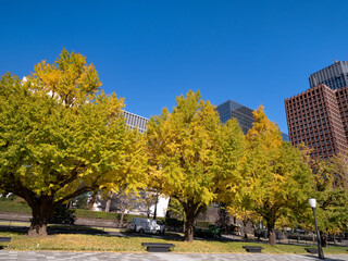 東京都　黄葉した丸の内のイチョウ並木
