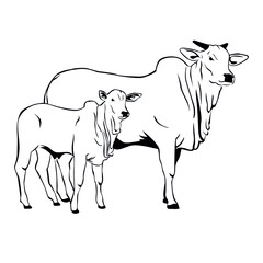 Fototapeta premium Nelore cattle illustration. Cattle with calf on white background