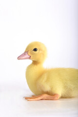 yellow duckling