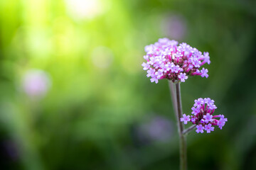 Obraz premium The background image of the colorful flowers