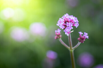 The background image of the colorful flowers