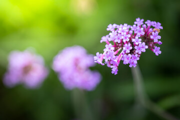 The background image of the colorful flowers