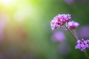 The background image of the colorful flowers