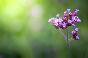 The background image of the colorful flowers