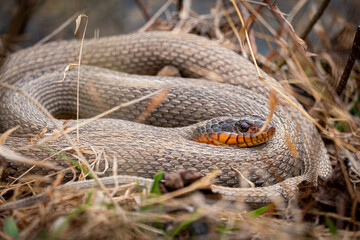 A coiled up red-bellied watersnake basking in the sunshine. Raleigh, North Carolina.