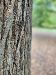 Tree trunk bark texture with soft focus in background