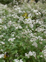 white flowers with green leaves foliage