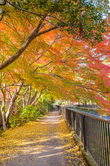 京都の山科疏水