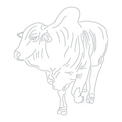 Nelore cow line art illustration. Cattle Hand drawn