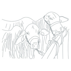 Nelore cattle line art illustration. Hand drawn