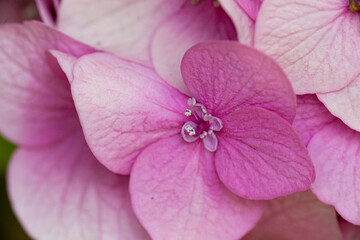 Hydrangea