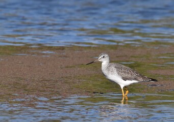 A greater yellowlegs, Tringa melanoleuca, wades at the edge of Watsonville Slough in California