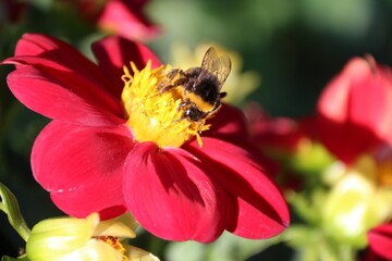 Bombus Latreille and red dahlia