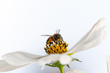 Bee on cosmo flower