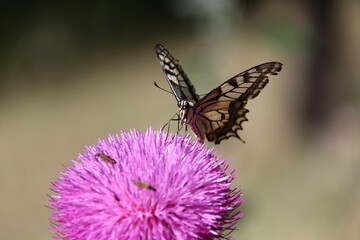 Beautiful butterfly. She is perched on a pink  flower.