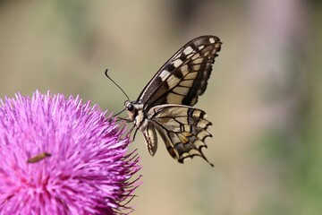 Beautiful butterfly. She is perched on a pink  flower.