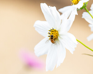 Obraz premium Bee on cosmo flower