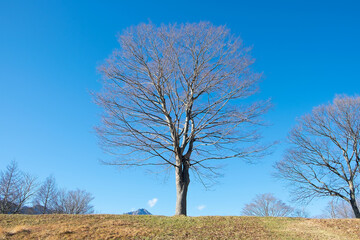 １本の木と青い空、冬の風景