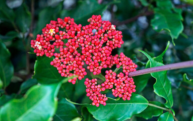 Flowers and buds (Leea coccinea)