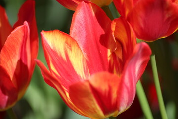 Blooming of wonderful tulips. Garden cosmos with  red  and red yellow flowers.