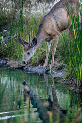 Obraz na płótnie Canvas deer drinking water