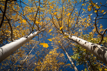 aspen trees in autumn