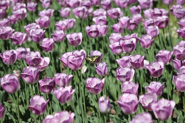 Blooming of wonderful tulips.Blue color.Butterfly perched on them.