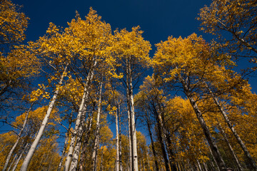 autumn trees in the forest