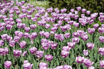 Obraz premium Blooming of wonderful tulips.Blue color.Butterfly perched on them.