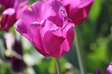Fototapeta premium Blooming of wonderful tulips. Purple color.